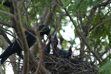 A house Crow and its chicks in a nest