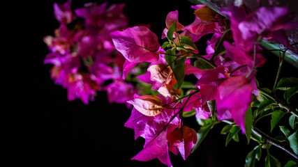 flowers on black background