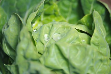水まきの雫がついたメキャベツのクローズアップ