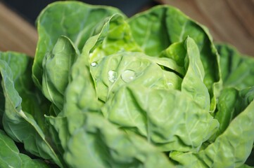 水まきの雫がついたメキャベツのクローズアップ