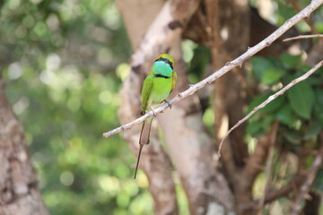 Green Bee-eater, Yala National Park, Sri Lanka.