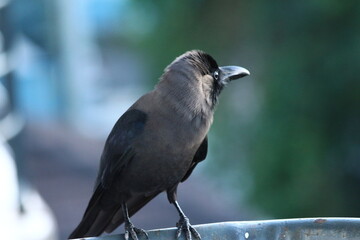 A house Crow in close up