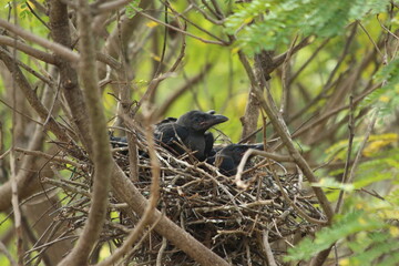 A house Crow and its chicks in a nest