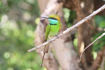 Green Bee-eater, Yala National Park, Sri Lanka.