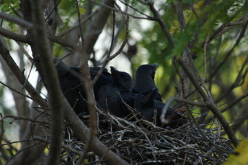 A house Crow and its chicks in a nest