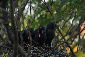 A house Crow and its chicks in a nest
