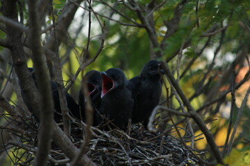 A house Crow and its chicks in a nest