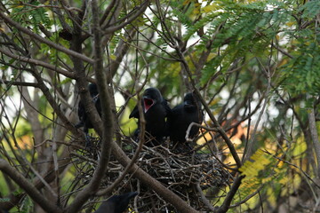 A house Crow and its chicks in a nest