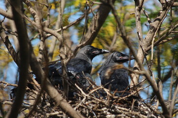 House Crow in a nest with its chiks
