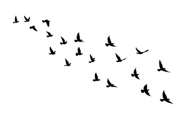 Flying birds silhouettes on isolated background. Vector illustration. isolated bird flying. tattoo and wallpaper background design.