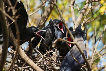House Crow in a nest with its chiks