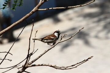 A lonely male house Sparrow