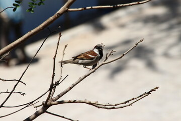 A lonely male house Sparrow