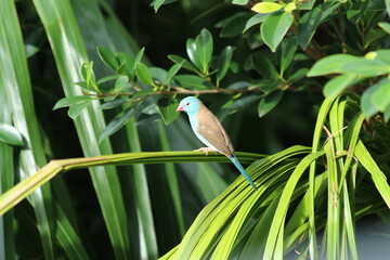 A lonely blue Waxbill in a tree