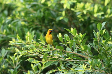 A spectacle Weaver in a tree