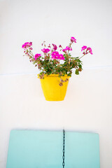 Colorful flower pot with pink flowers on white background