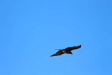 A raptor flying over your head