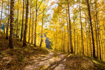 Autumn landscape. Beautiful birch trees. Walk in the birch forest. Natural background. Place to insert text.