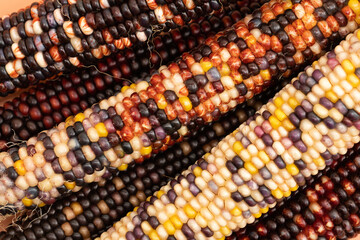 Multi colored corn fall background 