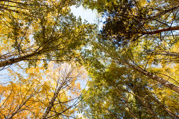 Autumn. Beautiful yellow birch leaves and branches of larch trees on a background of blue clear sky. Natural background. Place to insert text.