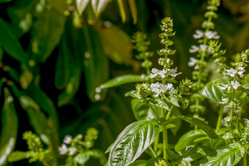 close up of sweet basil plant