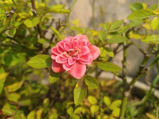 Obraz premium Pink Rose in the Sunlight