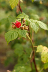 Close-up of the ripe raspberries in the fruit garden.