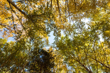 Autumn. Beautiful yellow birch leaves and branches of larch trees on a background of blue clear sky. Natural background. Place to insert text.
