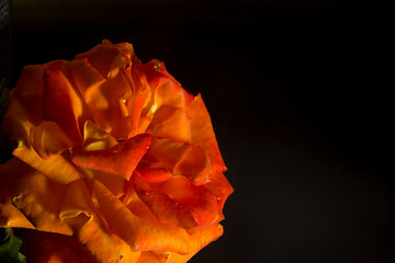 Close-up of a blossoming rose