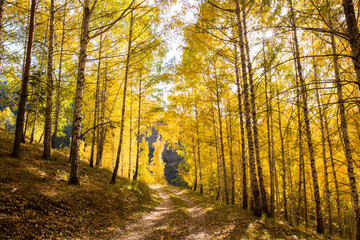 Autumn landscape. Beautiful birch trees. Walk in the birch forest. Natural background. Place to insert text.