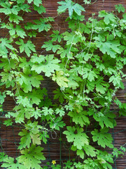 ゴーヤの緑のカーテン