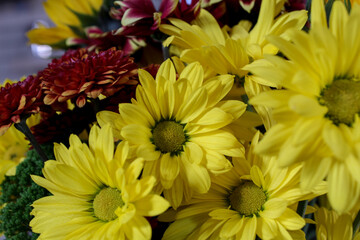 yellow chrysanthemum flowers