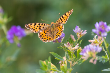 Orange butterfly 