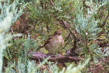 Sparrow on the tree
