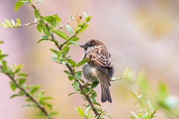 Sparrow on the tree
