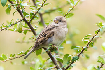 Sparrow on the tree