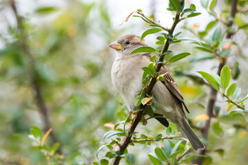 Sparrow on the tree