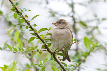 Sparrow on the tree