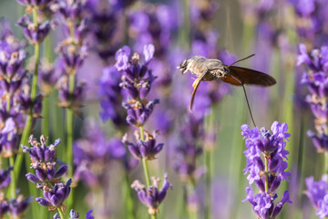 Hummingbird hawk moth on lavender plant 