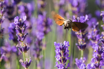 Hummingbird hawk moth on lavender plant 