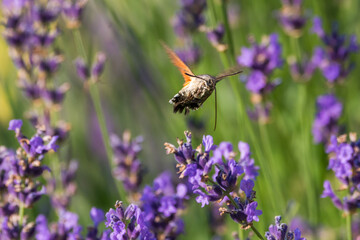 Hummingbird hawk moth on lavender plant 