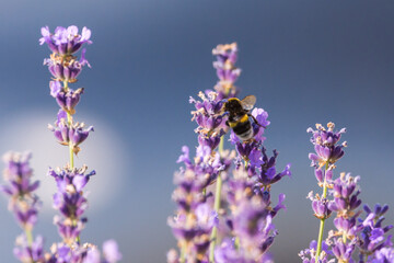 Bee on lavender plant