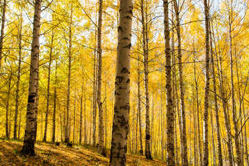 Autumn landscape. Beautiful birch trees. Walk in the birch forest. Natural background. Place to insert text.