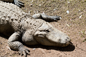 this is an american alligator, it is gray and has scales