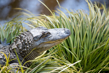 this is a close up of an alligator