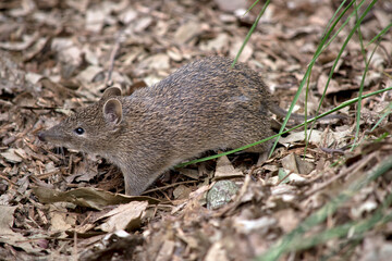 the southern brown bandicoot is a small marsupial