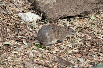 the southern brown bandicoot is a small marsupial