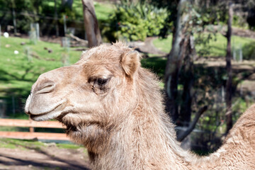 this is a side view of a camel