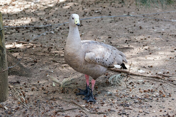 the cape barren goose has grey feathers with black dots and a yellow beak.