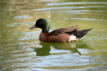 the male chestnut teal duck has a green head